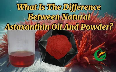 Sự khác biệt giữa dầu và bột Astaxanthin tự nhiên là gì?