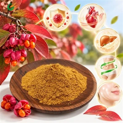 Chiết xuất Euonymus Alatus